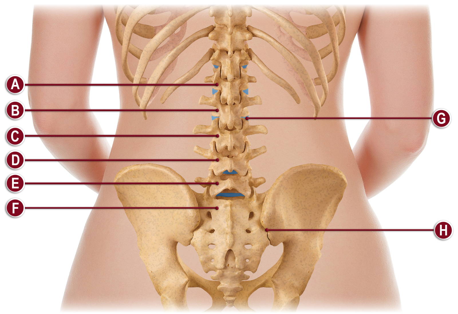 Medical illustration of lumbosacral spine anatomy from rear view with labeled annotation points A through H identifying thoracic and lumbar vertebrae, intervertebral discs, sacrum, and pelvis
